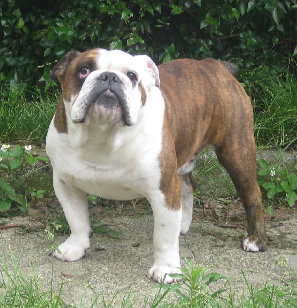 Doody de la prophetie des anges